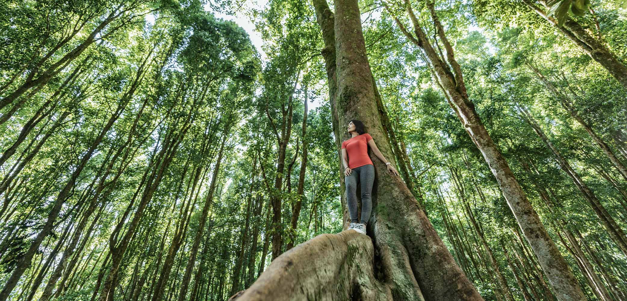 Forest-Inspired Living at Lodha Woods, Kandivali