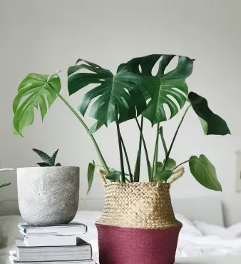 Embracing Nature: A Deep Dive into Biophilic Design
